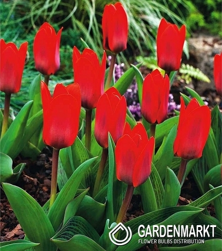 Tulpe Klein Schowinner 5 St Gardenmarkt De