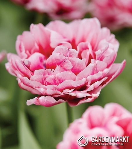 Tulpe Gef Llte Dazzling Desire St Gardenmarkt De