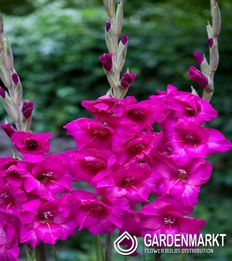 Gladiolus Gladiole Kenia St Gardenmarkt De