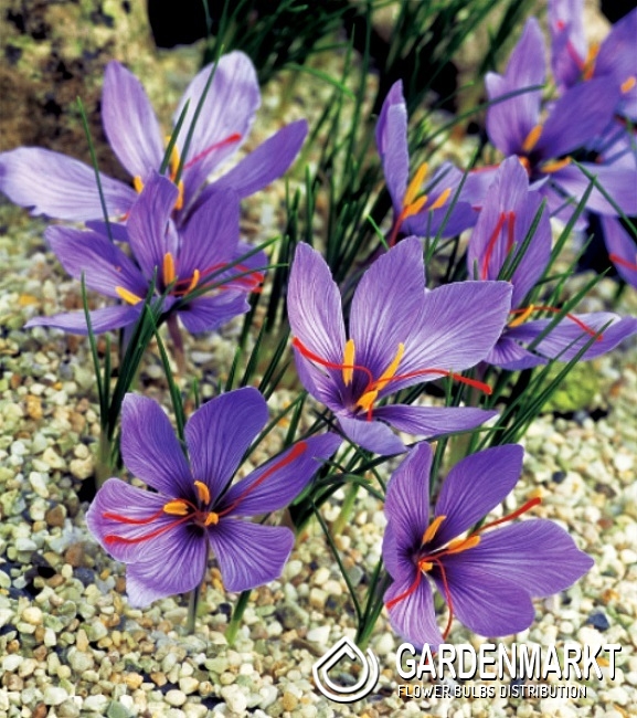 Herbstkrokus Krokus Sativus 5 St Gardenmarkt De