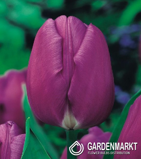 Tulpe Triumph Purple Flag 5 St Gardenmarkt De