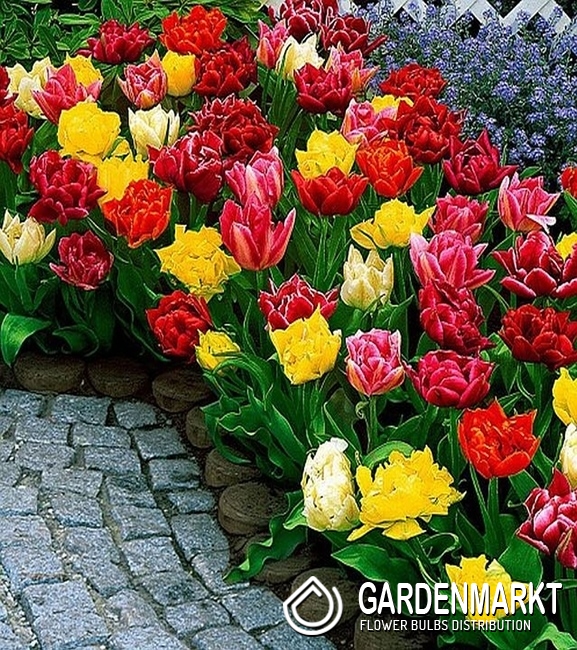 Tulpe Klein Mix 10 St Gardenmarkt De