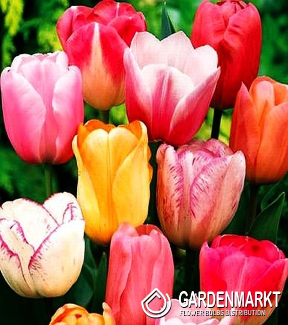 Triumph Tulpe Mix St Gardenmarkt De