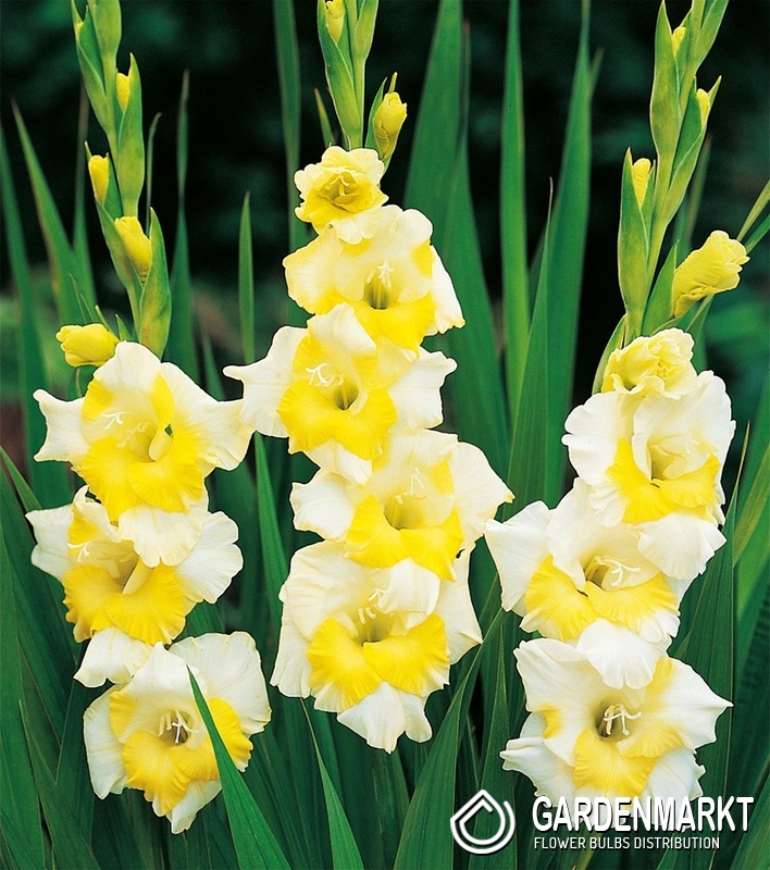 Gladiolus Gladiole Buggy St Gardenmarkt De