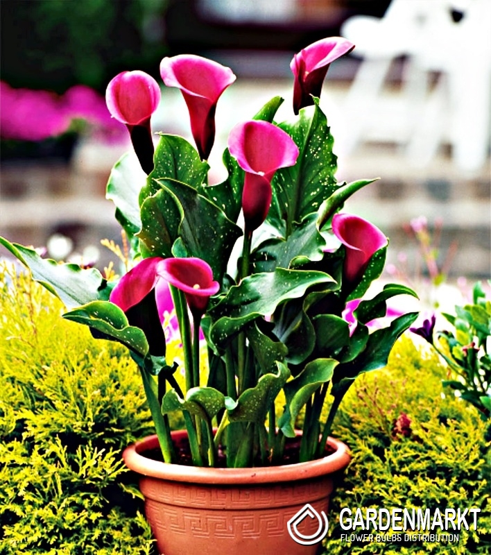 Calla rose clearance