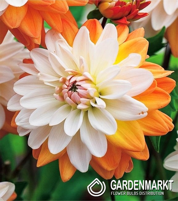 Dahlie Coup De Soleil 1 St Gardenmarkt De