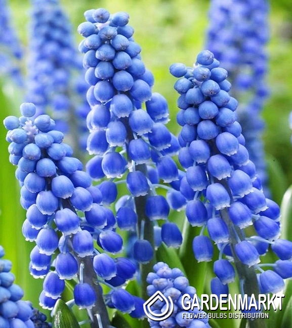 Muscari Big Smile 10 St. - Gardenmarkt.de