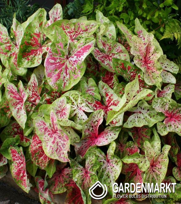 Caladium Miss Muffet 1 St. - Gardenmarkt.de