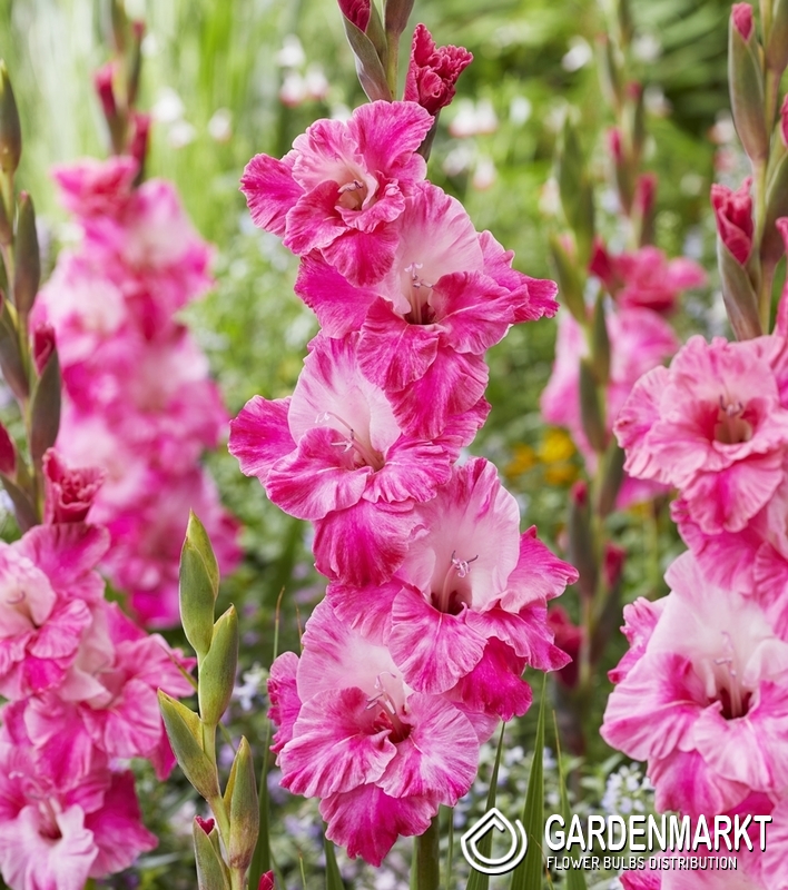 Gladiolus Gladiole Moonlight Shadow 5 St. - Gardenmarkt.de