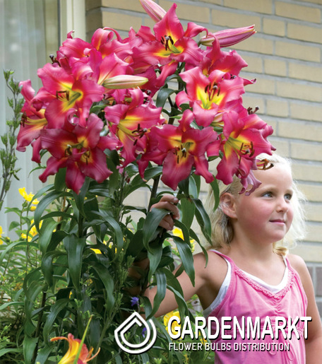 Lilien Tipps Zum Einpflanzen Und Pflege Gardenmarktde